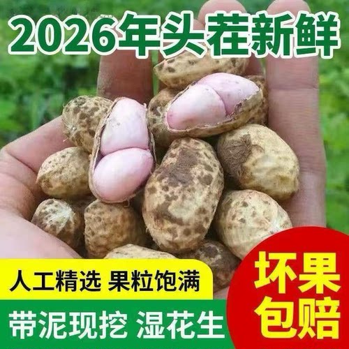 农家自种新鲜粉皮花生湿花生现挖可水煮嫩花生带壳鲜花生带泥可吃