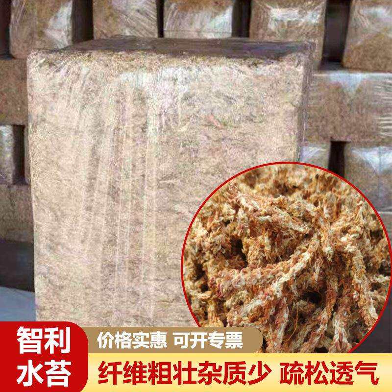 智利水苔干苔藓蝴蝶兰种植用绿植盆栽土红草白草苔藓现货大量