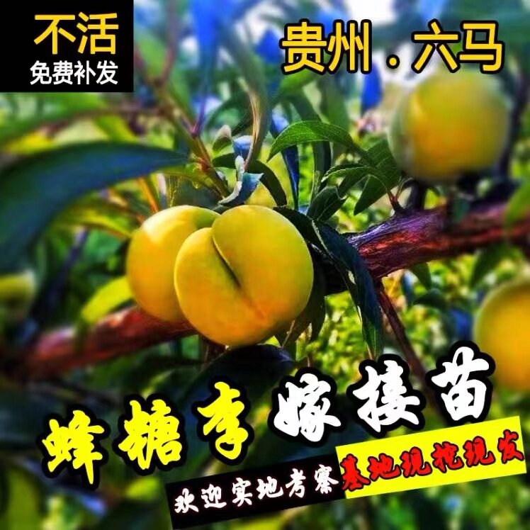 贵州六马镇蜂糖李子树原厂地嫁接李子树苗盆栽地栽南北方种植