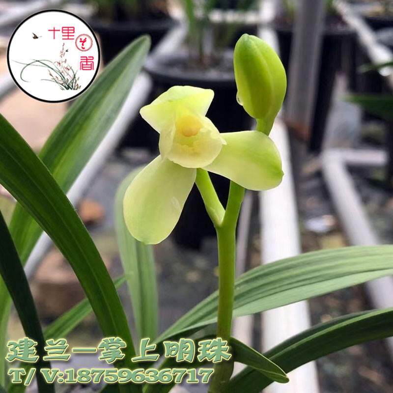 【十里兰香】建兰 掌上明珠 四季兰 云端素荷 矮种 夏带花苞兰花*