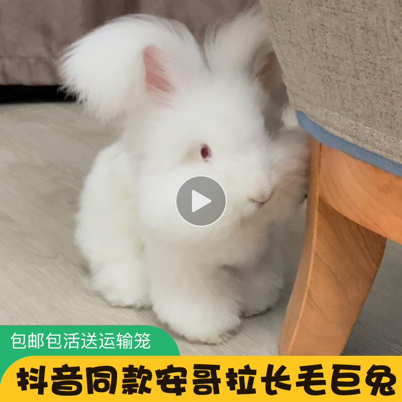 网红英国巨型安哥拉兔长毛宠物小白兔子活物垂耳兔活体猫猫侏儒兔