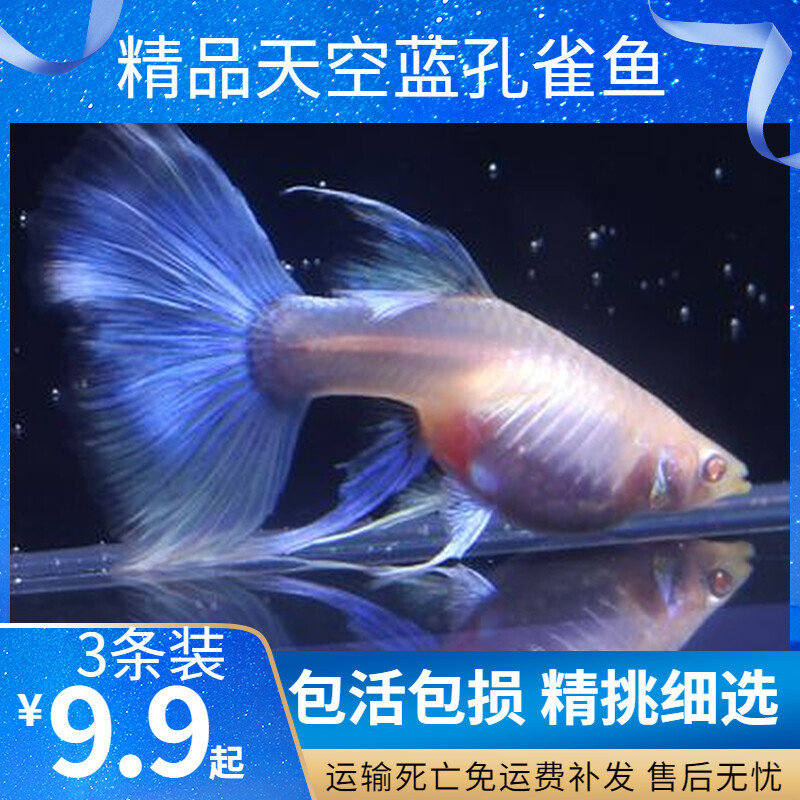 孔雀鱼纯种天空蓝缎带蝶翼大C种鱼蓝白燕尾热带观赏鱼活体淡水鱼图片