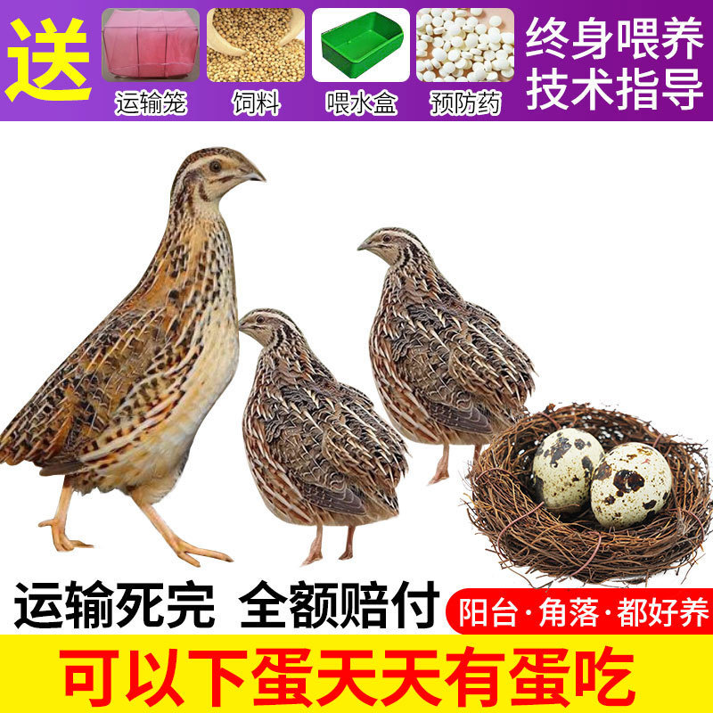 鹌鹑活苗天天下蛋繁殖鹌鹑种鸟好养小鹌鹑活体宠物芦花鸡活物散养