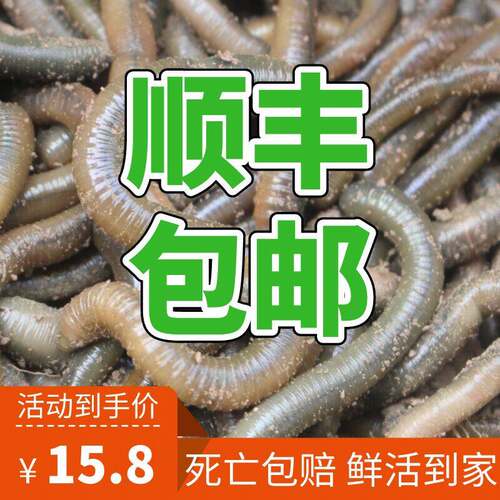 顺丰包邮黑蚯蚓鲜活青臭蚯蚓活体垂钓鱼饵活饵特大蚯蚓黄鳝诱饵