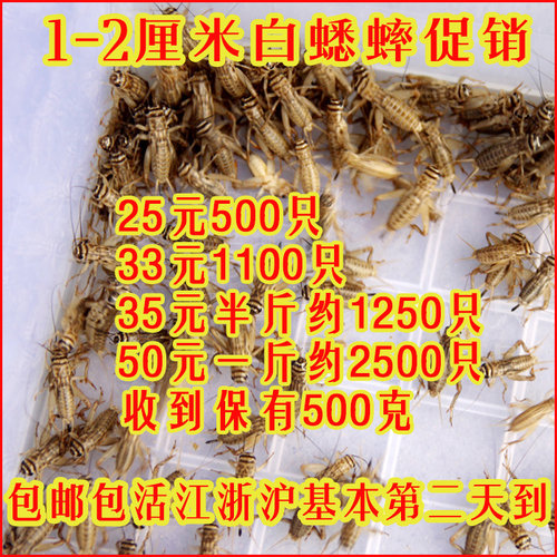 蟋蟀活体 双斑蟋油葫芦蟋蟀+白蟋蟀2种 爬宠龙鱼活物蟋蟀饲料
