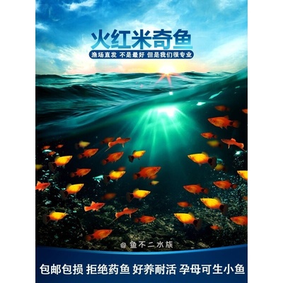 红米奇鱼球体玛丽胎生鱼小型观赏热带红剑鱼好养耐活饵油膜清洁鱼