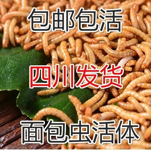 面包虫活体黄粉虫活虫宠物饲料大麦虫龙鱼仓鼠画眉鸟虫鲤蜥蜴包邮