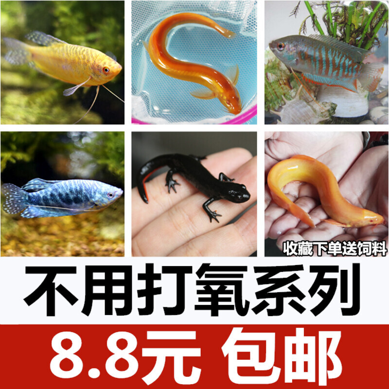 不用打氧的鱼热带冷水鱼好养观赏鱼金鱼火龙黄金泥鳅活体淡水小型