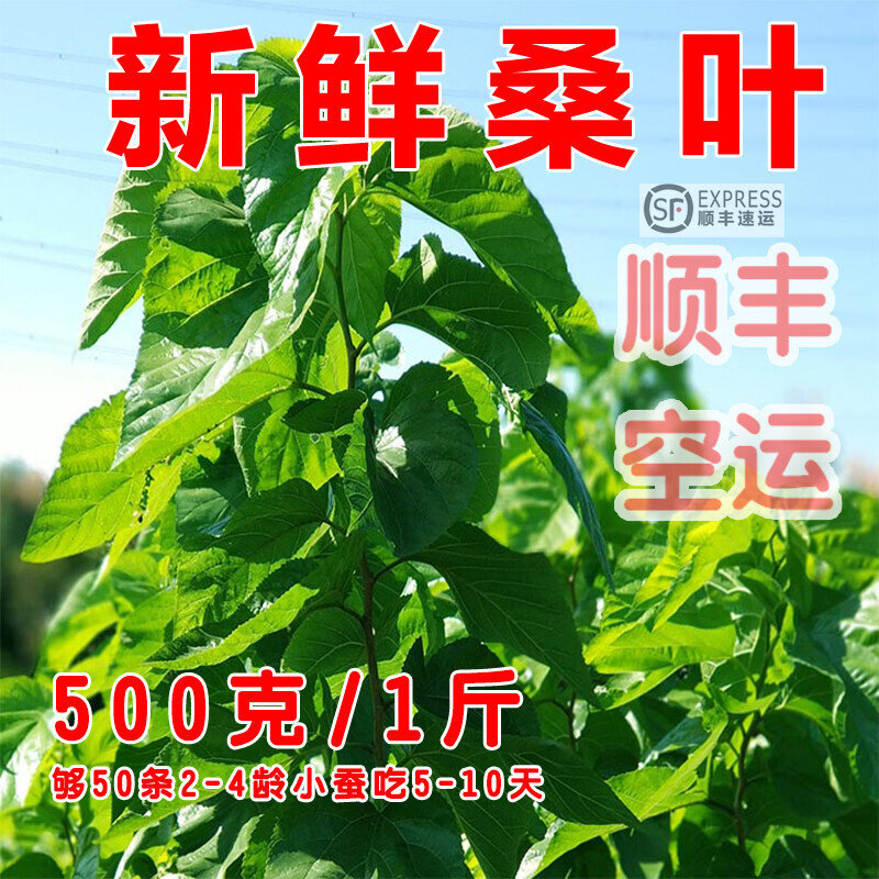 新鲜桑叶蚕宝宝学生养蚕现摘鲜嫩桑叶小蚕大蚕活蚕叶蚕卵顺丰包邮