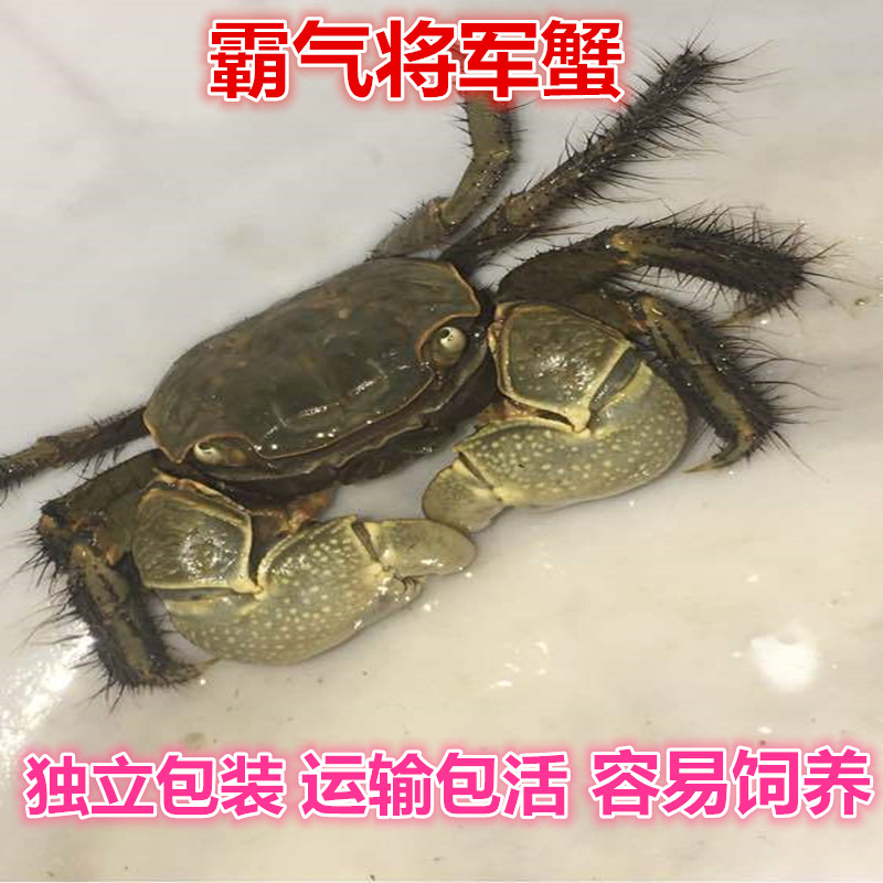 『将军蟹』观赏蟹活体螃蟹宠物蟹活体蟹迷你辣椒蟹将军蟹相手蟹