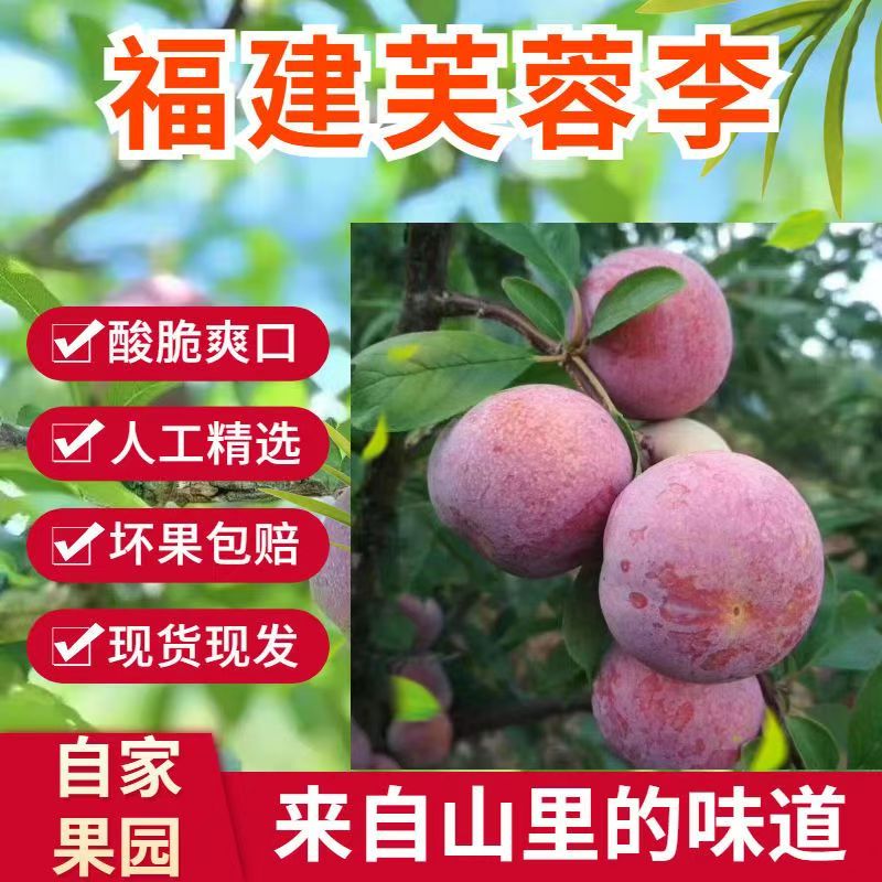 芙蓉李子红心李子孕妇水果当季新鲜现摘现发包邮果园直供坏果包赔
