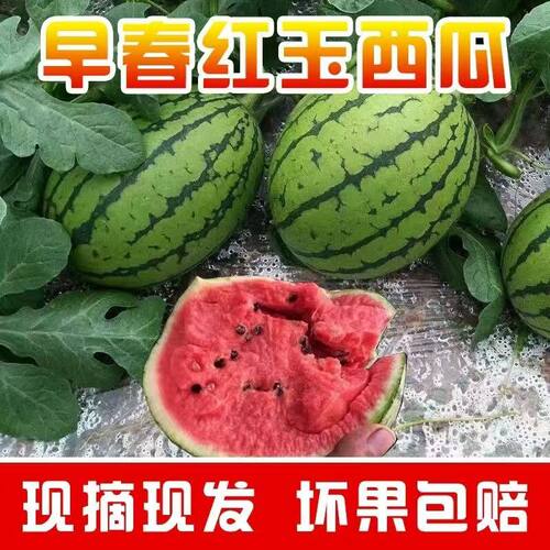 安徽早春红玉2K西瓜新鲜水果西瓜包邮当季水果红玉西瓜新鲜时令