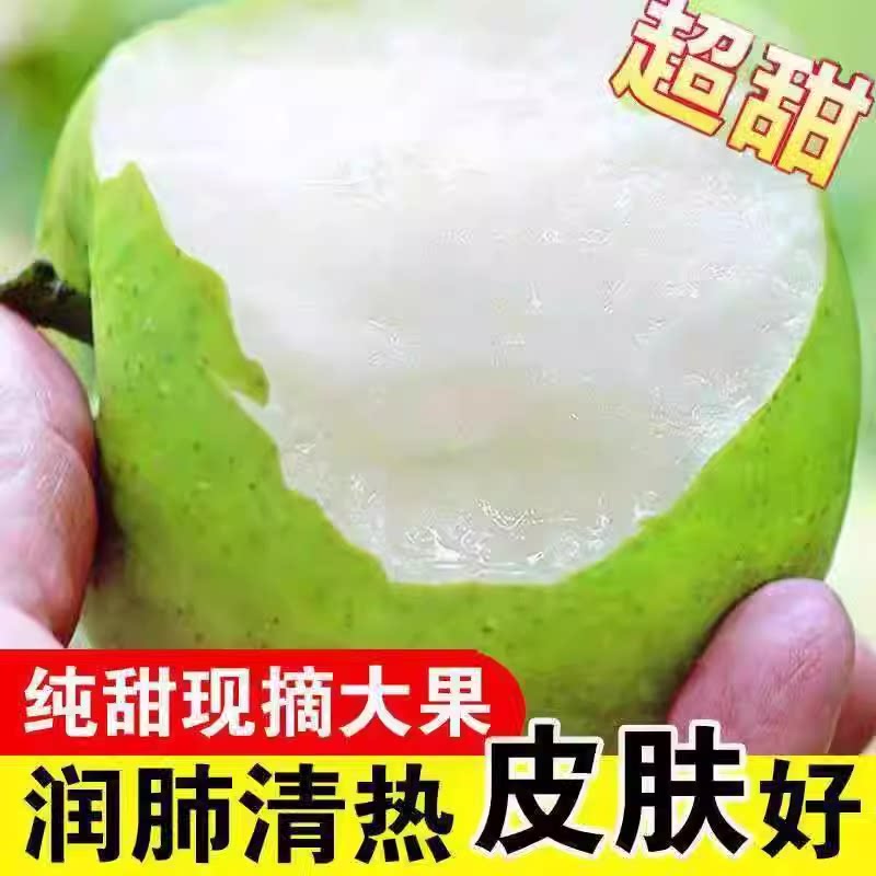 现货陕西早酥梨青皮梨子水果新鲜酸甜脆爽多汁孕妇批发非砀山梨