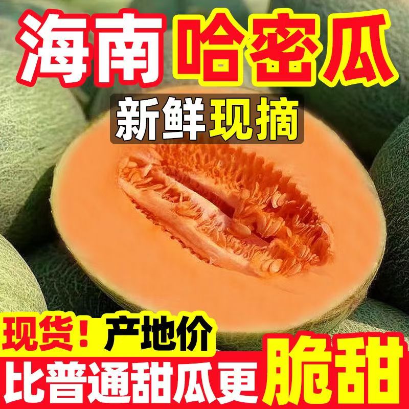 海南哈密瓜新鲜水果斤疆西州蜜瓜当季老汉瓜网纹甜瓜香5斤