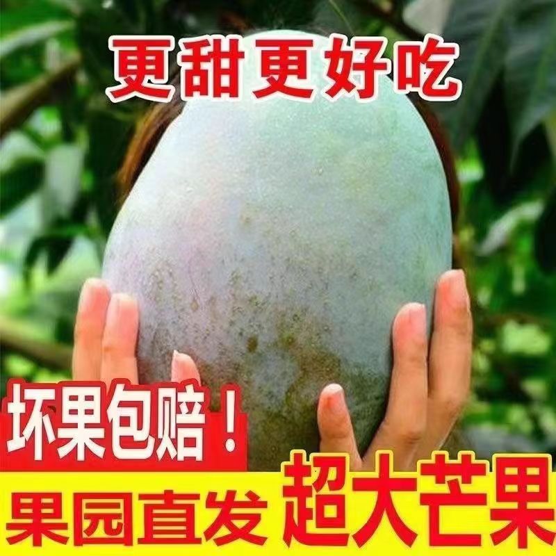 正宗攀枝花凯特大甜芒果新鲜水果当季整箱现摘青皮大芒果