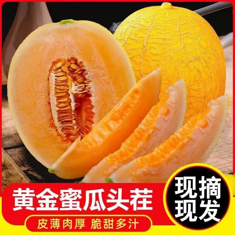 甘肃黄金哈密瓜新鲜水果哈密瓜整件包邮产地直发哈密瓜特价