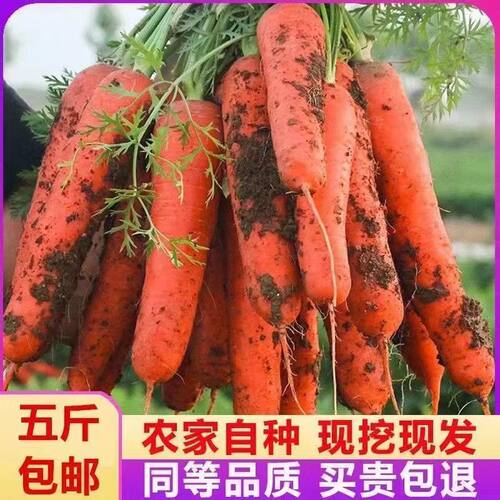 2026年现挖新鲜胡萝卜农家自产新鲜带泥红萝卜新鲜蔬菜脆爽多汁