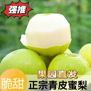 正宗砀山青皇冠梨薄皮当季新鲜水果批发整箱脆甜可口多汁梨子