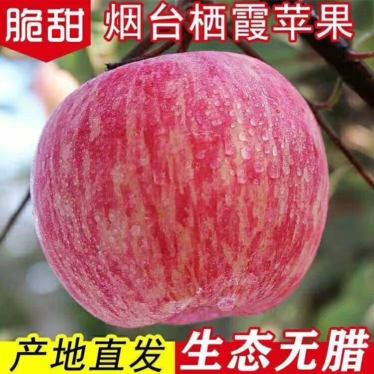 山东烟台红富士整箱正宗栖霞苹果新鲜水果应当季苹果脆甜包邮5斤