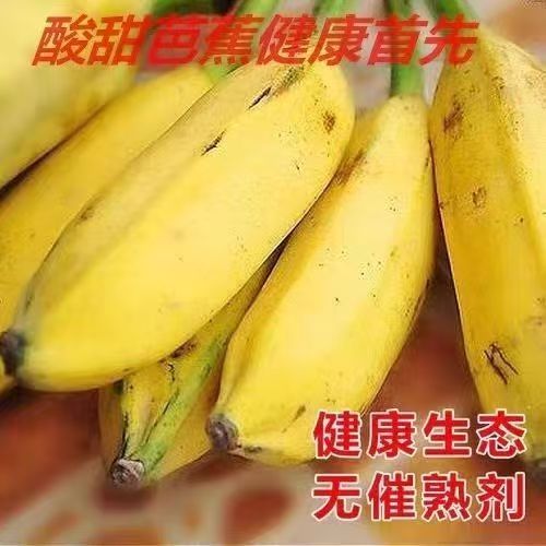 广西新鲜大芭蕉 小果香蕉新鲜包邮 酸甜芭蕉 大蕉牛角蕉 皮绿芭蕉
