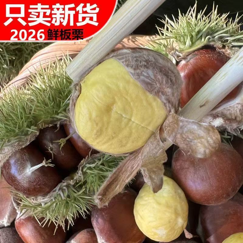2026板栗生新鲜云南老树油栗子野生毛栗子板栗野生锥毛栗子