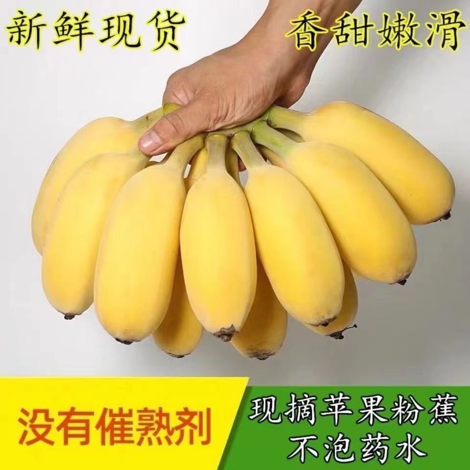 苹果蕉正宗香蕉芭蕉新鲜水果当季整箱自然熟小米蕉芭蕉包邮粉蕉