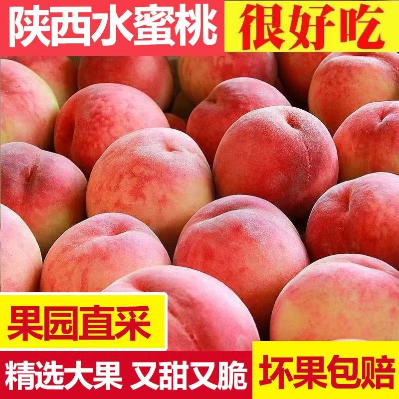 2026现货露天水蜜桃脆桃毛桃时令孕妇桃子水果新鲜当季整箱