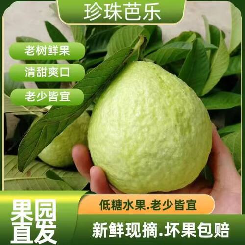 现摘新鲜白心奶油芭乐水果软心番石榴水果软糯香甜当季整箱包邮