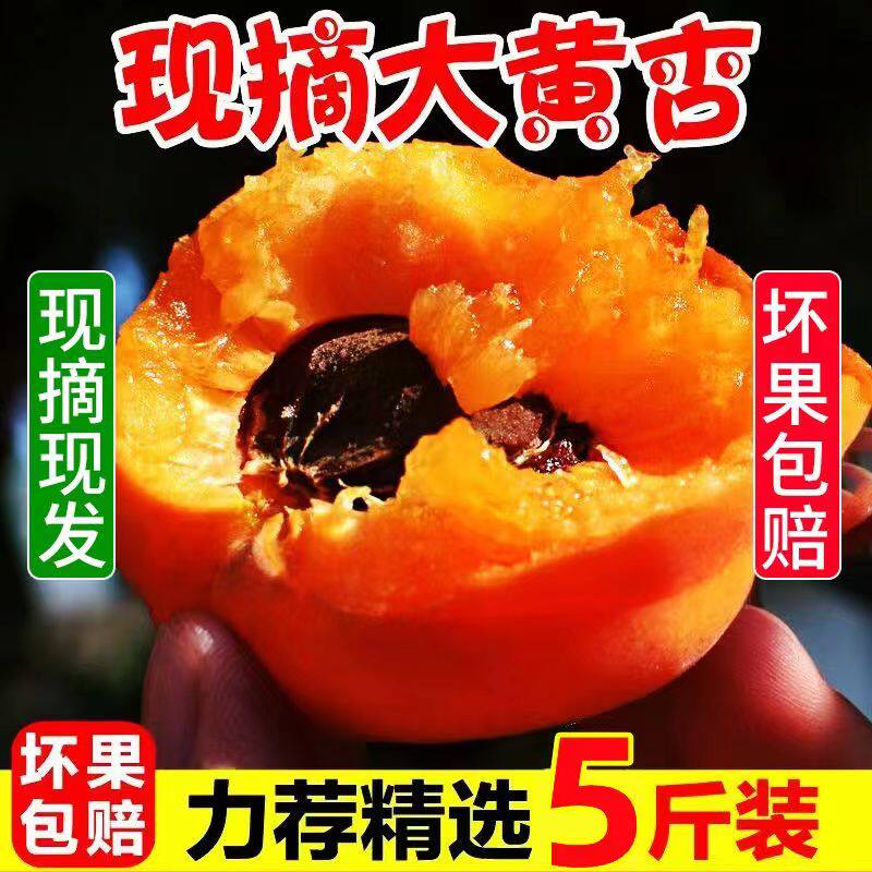 大黄杏子新鲜水果半黄青酸甜现摘包邮5斤应当季整箱山西金太阳
