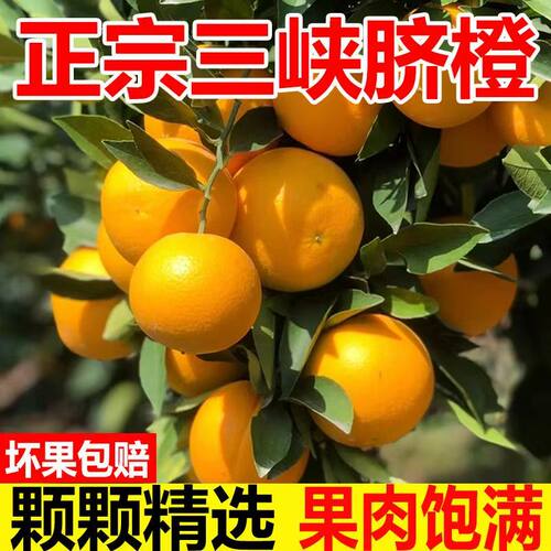 （正宗）伦晚脐橙秭归脐橙子现摘新鲜甜橙子三峡5斤应季水果包邮