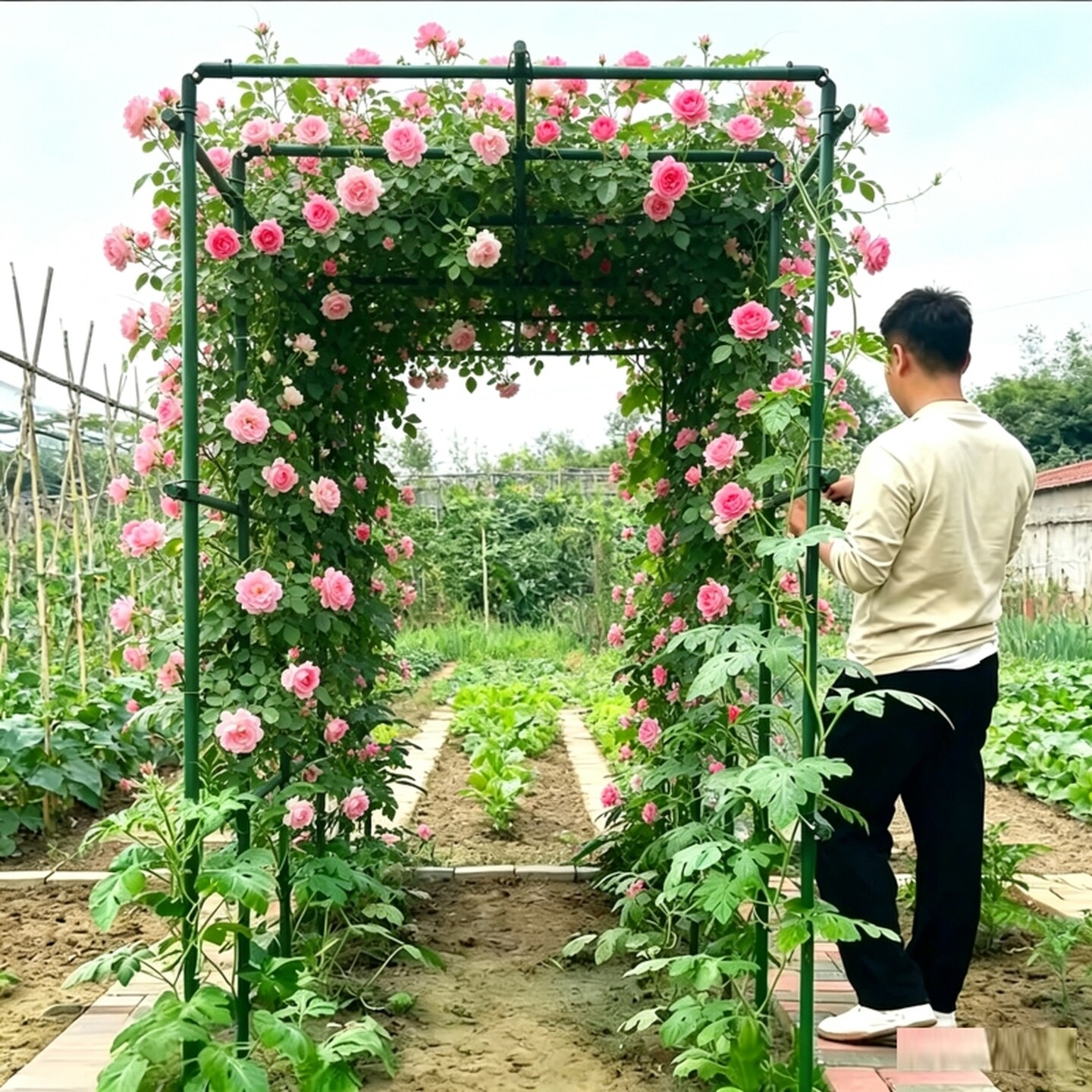 爬藤架拱杆葡萄架户外铁线莲园艺爬藤架包塑钢管爬藤支架丝瓜架子