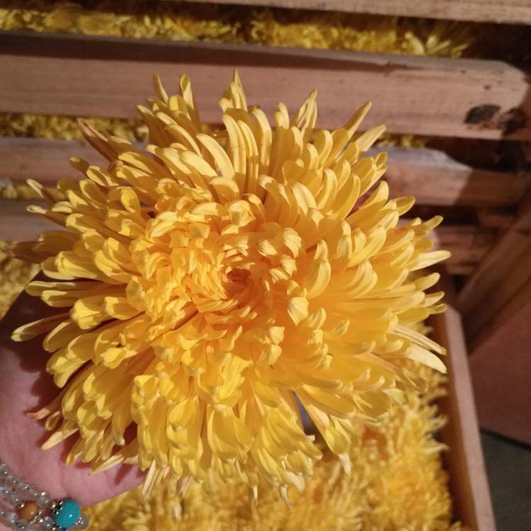 金丝皇菊散装500g一朵一杯大朵安徽黄山黄菊花茶新花产地