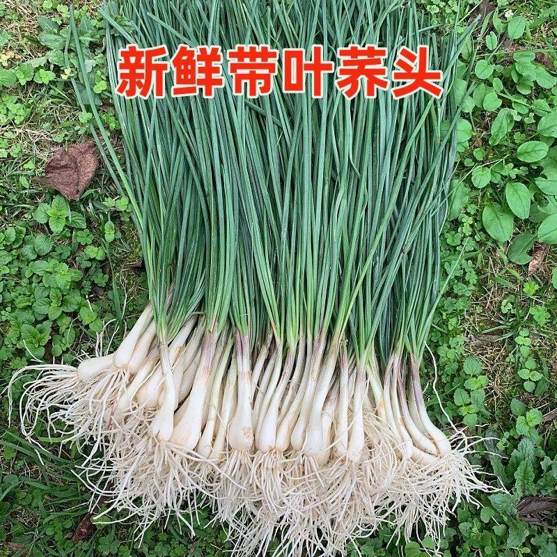 新鲜荞头农家自种现挖茭头带叶生叫头藠头炒菜乔藠头教头1斤包邮,水产肉类/新鲜蔬果/熟食,其它,淘宝优惠券,粉丝福利购,淘宝优惠卷