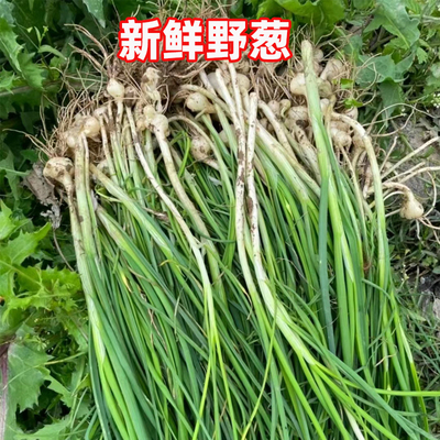 江西新鲜野葱现挖现发