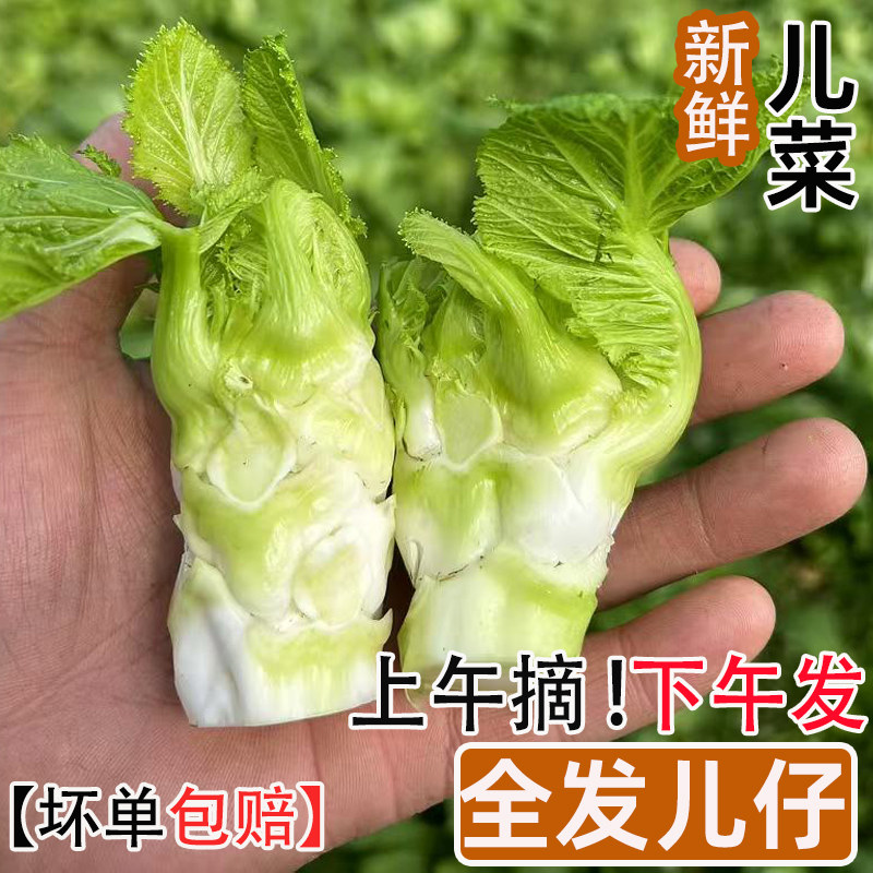 四川儿菜新鲜5斤娃娃菜抱儿仔母子耳菜农家自种咸菜原料蔬菜包邮