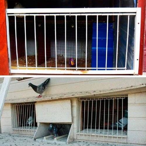 Pigeon Door Wire Bars Frame Entrance Trapping Doors Loft