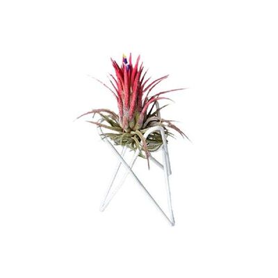 Geometric Tillandsia Desktop Plants Stand Bracket Flower