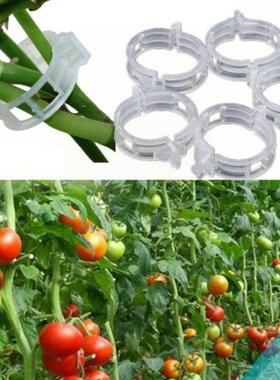 100pcs Garden Vegetables Tomato Vine Stalks Grow Upright