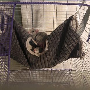 Hamster Tunnel Hammock for Small Animals Sugar Glider Tube