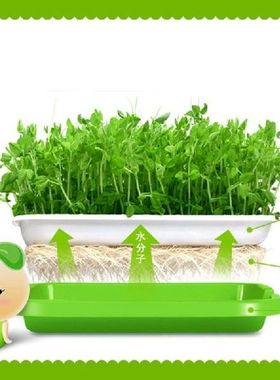 Baki Pemisah Biji BPA Gratis PP Bebas Tanah Wheatgrass