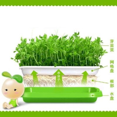 Baki Pemisah Biji BPA Gratis PP Bebas Tanah Wheatgrass