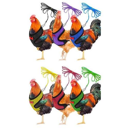 L Chicken Hen Size With Matching Belt Comfortable