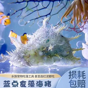 食藻海猪蓝点背肛海兔海水鱼缸吃低等藻红海洋活宠物泥啃藻推土机
