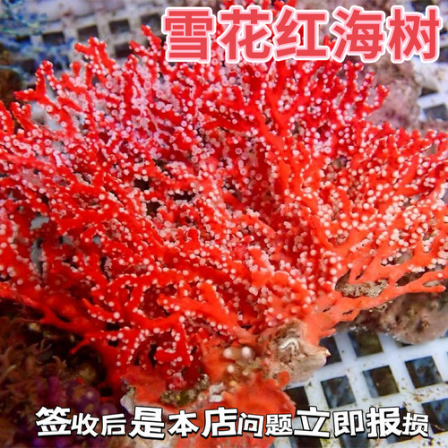 雪花红海树珊瑚海洋生物海树