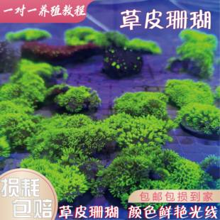 草皮珊瑚LPS海缸生物软体母体珊瑚海水活体珊瑚观赏小丑鱼包邮