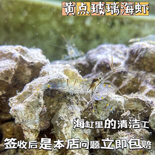 黄点玻璃虾太平洋长臂虾海缸观赏虾清洁虾野采海水身体透明工具虾