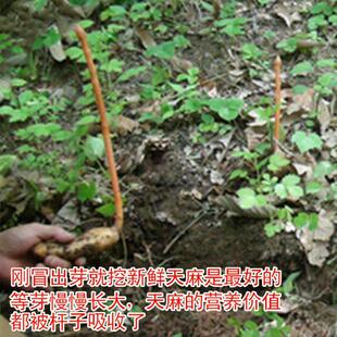 野麻神天农深山农户自非种植不打药1架00g纯野挖外生长MAM特优好