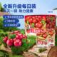 干即食烘焙用干干 三祇松鼠每盒蔓越莓干内含装 蓝BMR莓果日干 果