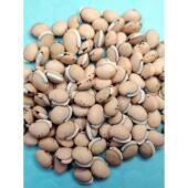 正宗云新南白豆 药和用同 黑RGB边小荚果扁 老品种 农场生产