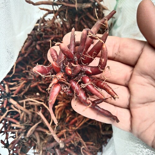 贵州新鲜红活麻根中药材